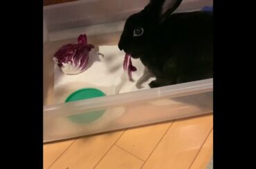 Thumper eating lettuce. Cute baby bunny.