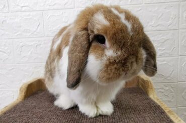 Tokki Club Weekly Cute Rabbit Video #18