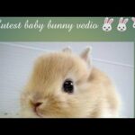 Cute baby bunny vedio