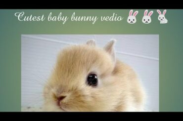 Cute baby bunny vedio