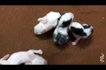 7th day Cute baby bunnies enjoying