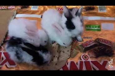 Cute baby bunnies fastest eating bread with family