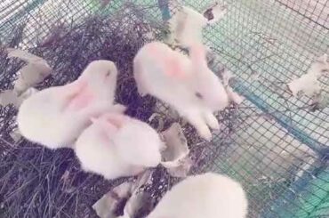 Baby Rabbit funny video