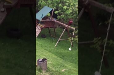 I saw a baby rabbit in my back yard.So adorable