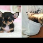 AWW CUTE BABY ANIMALS Videos Compilation cutest moment of the animals - Soo Cute! #32