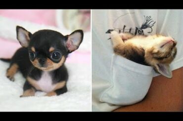 AWW CUTE BABY ANIMALS Videos Compilation cutest moment of the animals - Soo Cute! #32