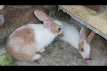 RABBITS PLAYING 12 DAYS BUNNYS