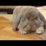 Mr. Chubbles the French Lop Bunny Rabbit 1