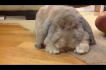 Mr. Chubbles the French Lop Bunny Rabbit 1