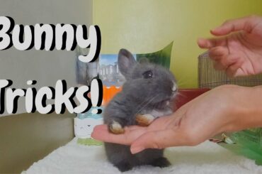 Baby Bunny performs cutest rabbit tricks!