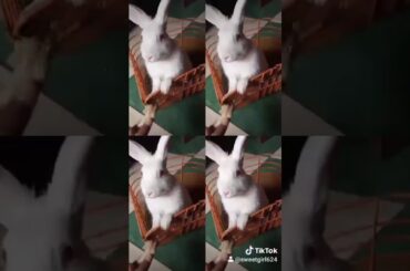 Cute Rabbit eating