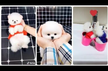 pet lovers// cute pets// #dog// #cat// #bear// #rabbit