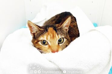 LIVE: Feral catermelon Stella and her newborn kittens!