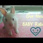 [Popo] Our New Baby Rabbit 🐰 | Coco and Popo Tube