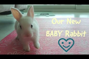 [Popo] Our New Baby Rabbit 🐰 | Coco and Popo Tube