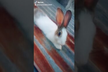 Cute rabbit