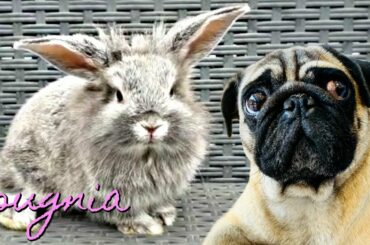 Pug Dog Meets Baby Bunnies / Cute Rabbits, Amazing Pets / Pugnia #19