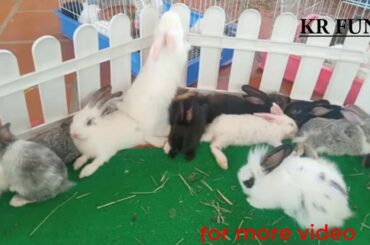 Cute rabbit baby farming