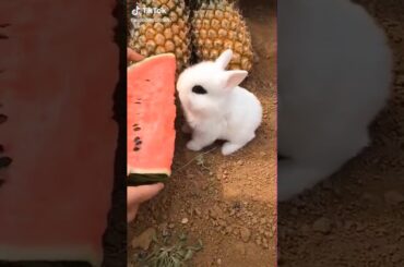 Cute rabbit