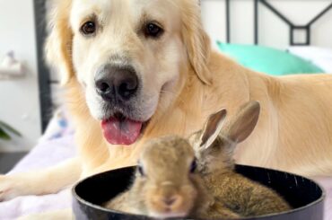 Lovely Golden Retriever Welcomes Cute Baby Bunnies!