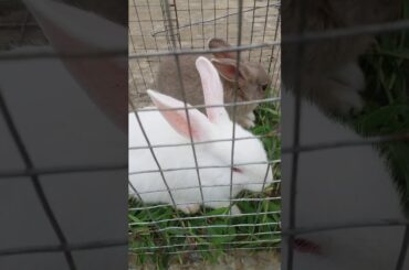 Beutyfull // baby // rabbit//