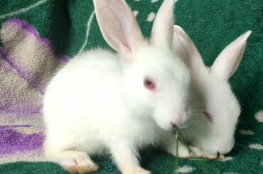 Meet My Bunnies Very Cute and Beautiful