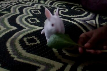 Cute white baby bunny's