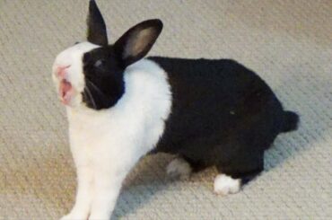 Rabbit demands freedom