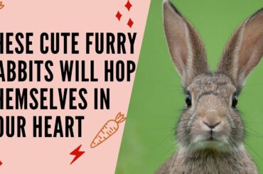 These Cute and Funny Bunny Videos will Hop in your Hearts | Rabbits or bunnies Video Compilation