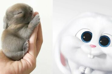Funny and Cute Baby Bunny Rabbit Videos 🐇 Baby Animal Video Compilation 2020
