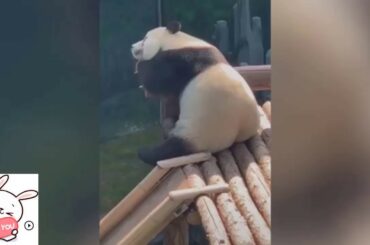 Funny And Cute Pandas | Funny Pandas | Bunny Funny.