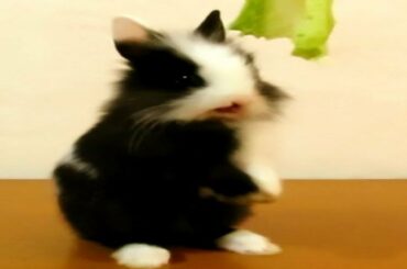 Baby Rabbit Eating Lettuce | 🐰 | Rabbit Love | To Eat lettuce - So Cute... 🐰