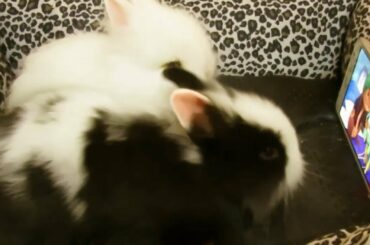 Baby Rabbit "🐰" White Rabbit | Enjoy.... Watching The Peter Rabbit 🐰