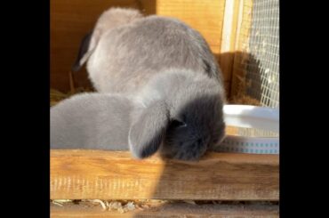 freddy and friends - pure breed mini lop baby bunnies with mummy