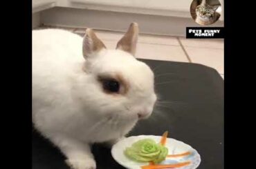 😍Funny baby bunny Rabbits video 🐇🐇🐰