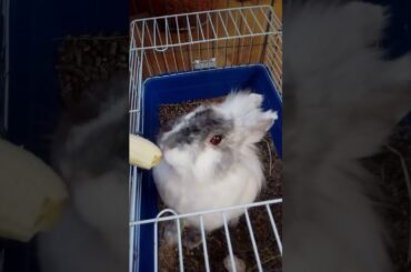 Cute rabbit eating banana