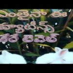 Funny Rabbit Videos - Cute Rabbits/  ismart vinay kumar