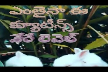 Funny Rabbit Videos - Cute Rabbits/  ismart vinay kumar