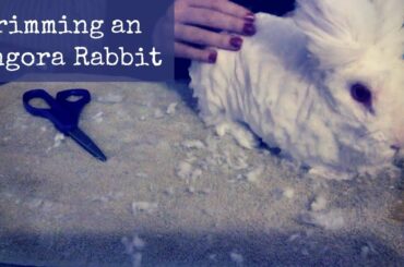 CUTTING BUNNY HAIR | How to Trim a Long Haired Rabbit [Tips, Tricks & Tools]