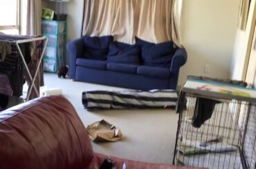 Super Cute Rabbit Angel