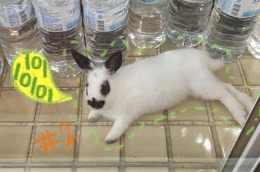 Funny and cute rabbit videos #1: Lying on the floor 2🐰❄️| 귀여운 토끼 설이의 누워있는 모습들 2편👩🏻‍🏫