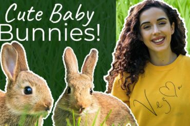 Photographing Wild Rabbits UK - super cute!