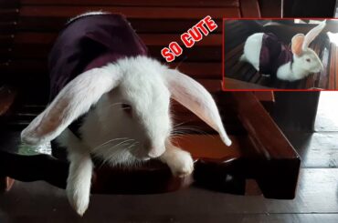 Cute Rabbits Wear Clothes (PomPom & PoyPoy)