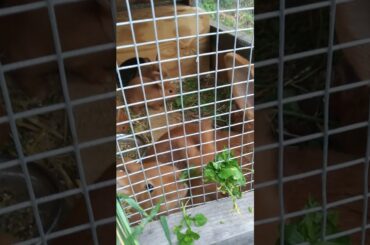 Super Cute Baby Bunnies Eating Their Momma's treats. So sweet! They learn fast! Good Mom lets them!!