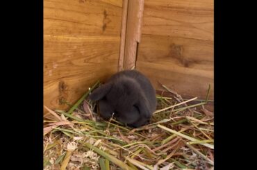 cute baby bunnies with mummy | pure breed | 3 weeks old