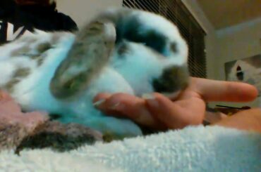 Cute Bunny Won't Stop Licking Me!