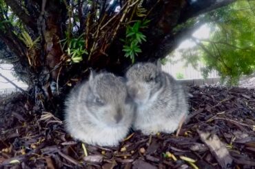 Cute Baby Bunnies (No Social Distancing)
