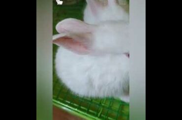 Little cute bunny RABBIT🐰