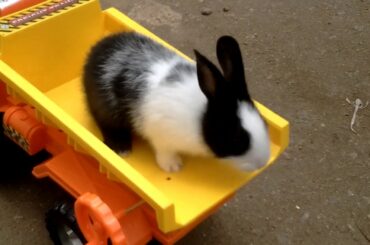 BABY bunny explores a toy truck and rides in it (so cute)