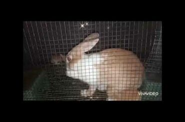 baby rabbit 0-30days #rabbit #bunnies